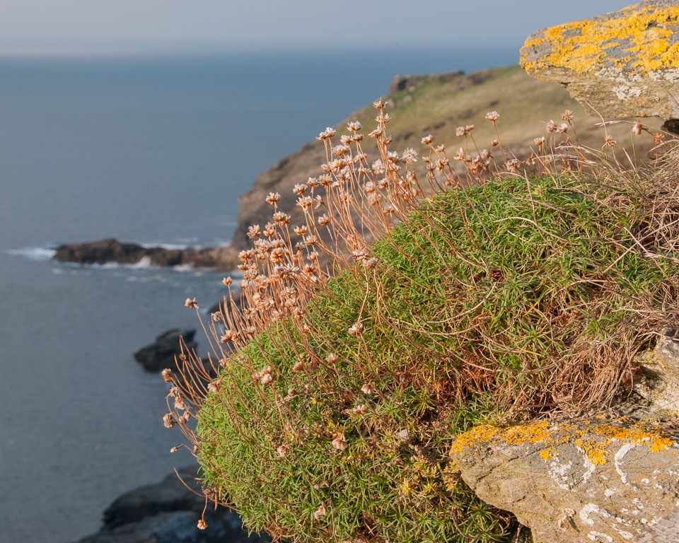 201309Tintagel0012.jpg