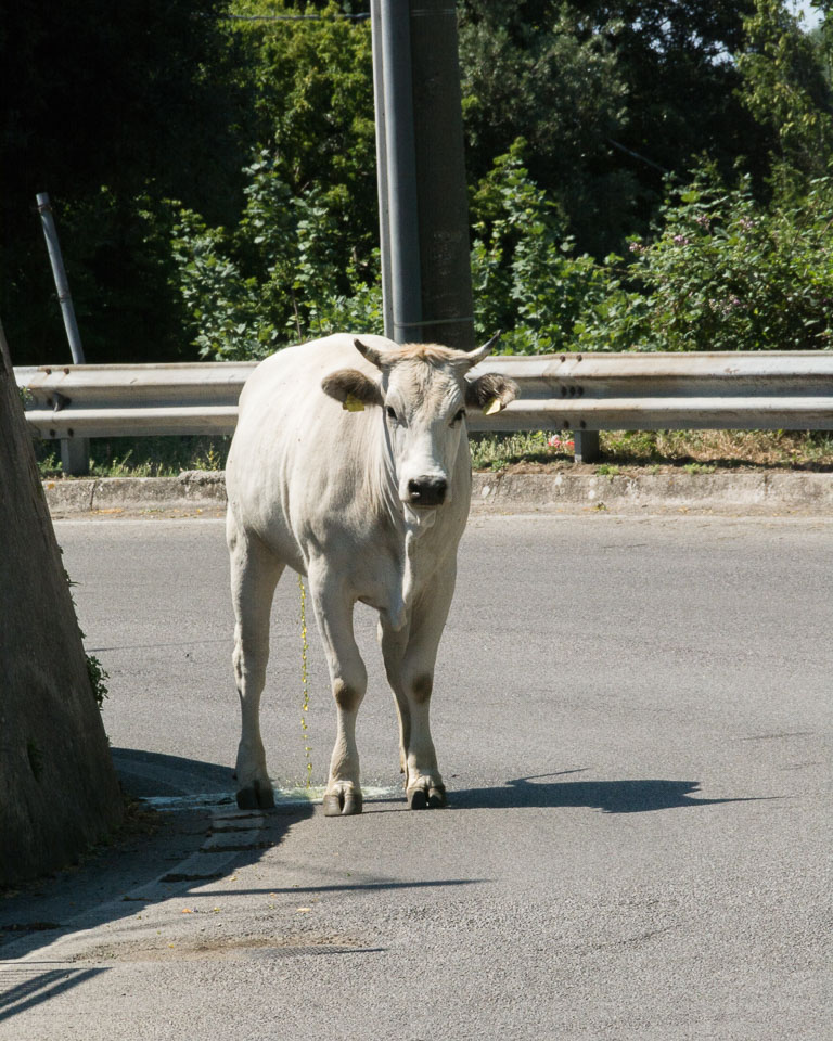 20150702Italy0125.jpg