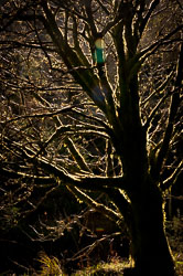 20101113Llanidloes0007.jpg