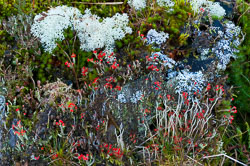 20101113Llanidloes0009.jpg