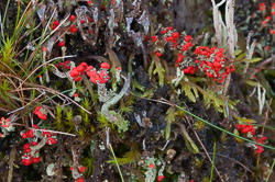 20101113Llanidloes0010.jpg