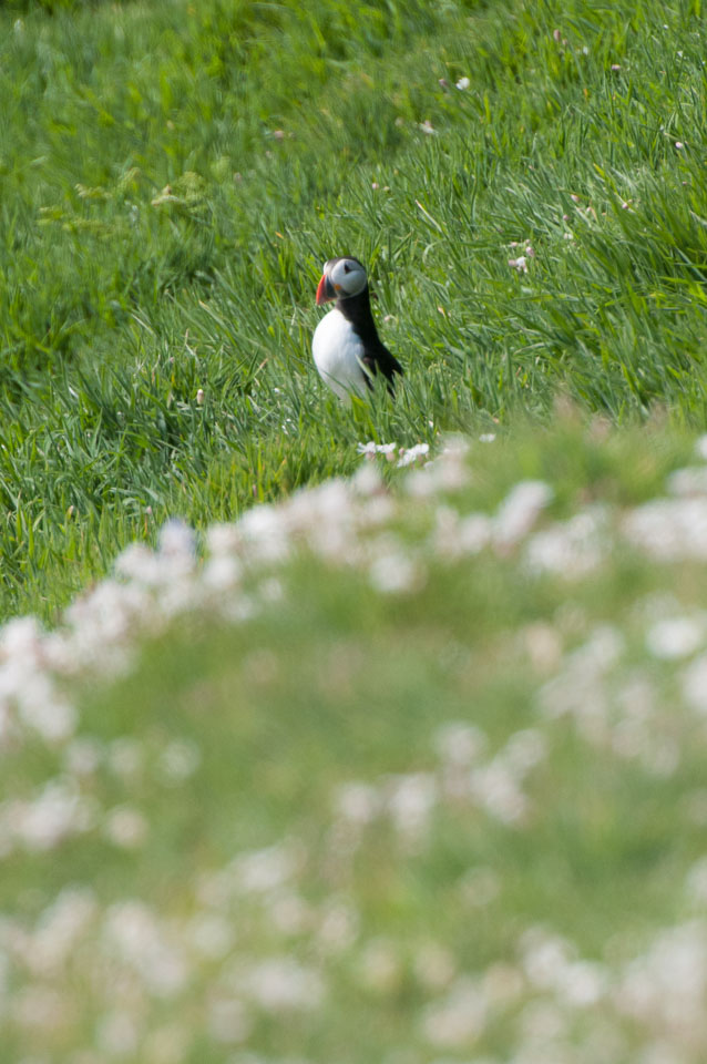 20130522Skomer0006.jpg