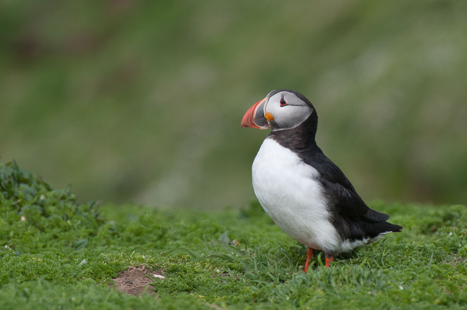 20130522Skomer0011.jpg