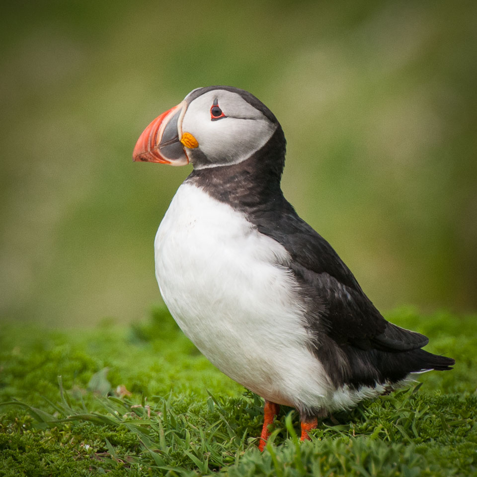 20130522Skomer0011_v1.jpg