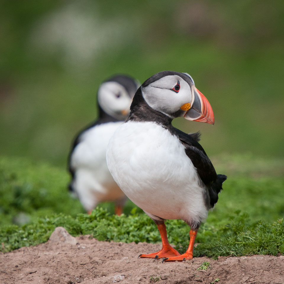 20130522Skomer0015.jpg