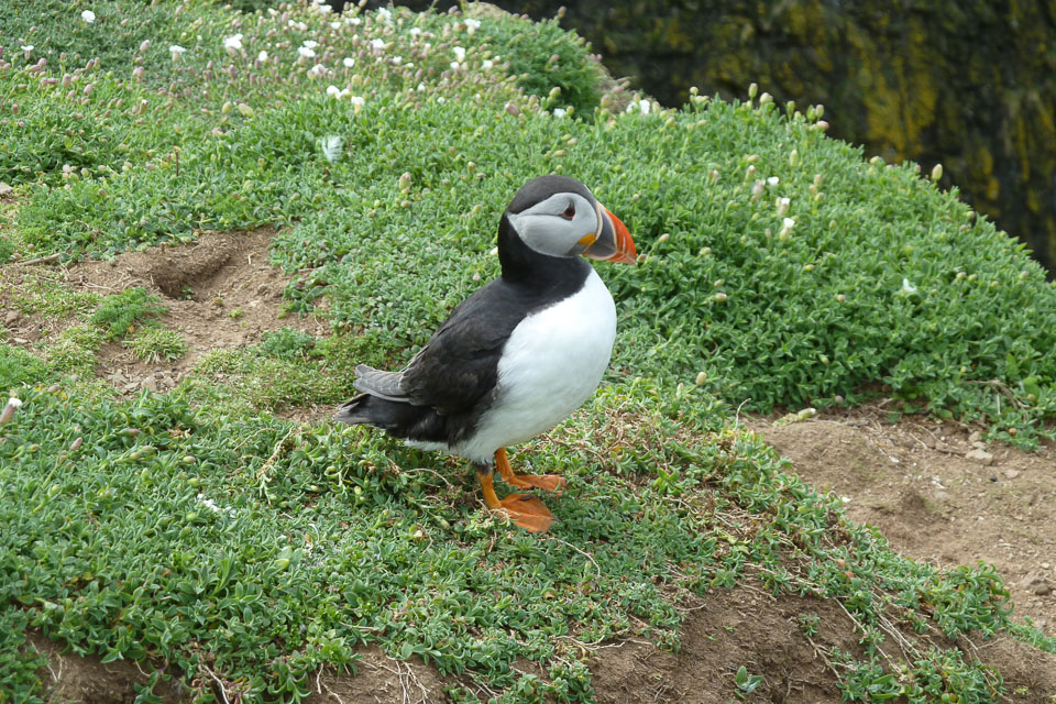 20130522Skomer0022.jpg