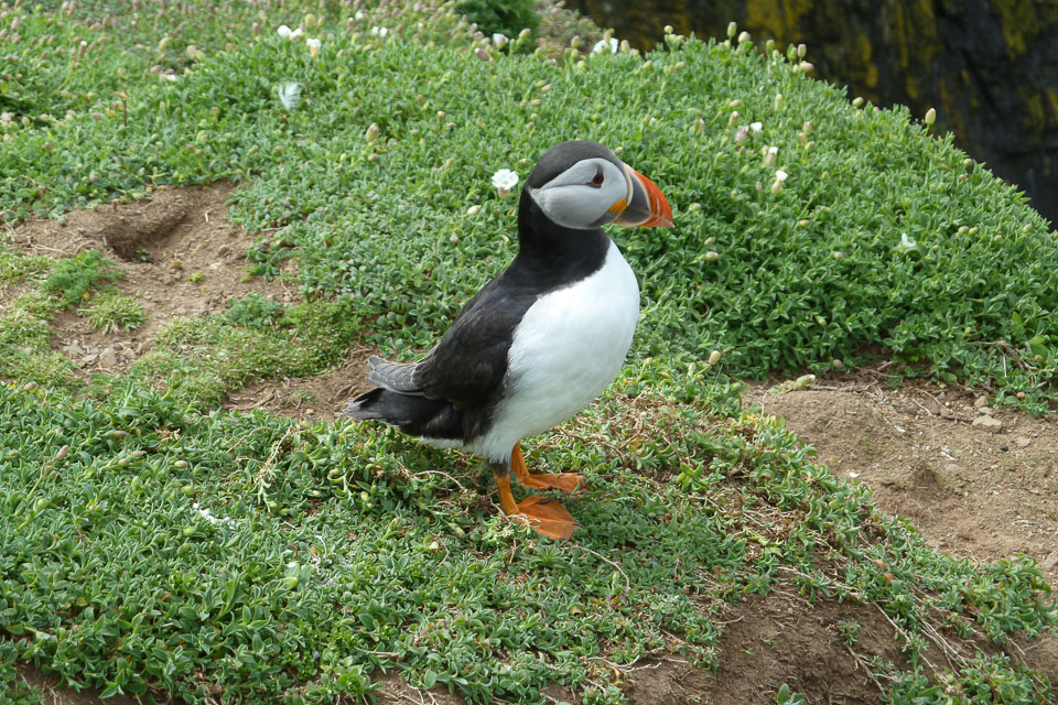 20130522Skomer0023.jpg