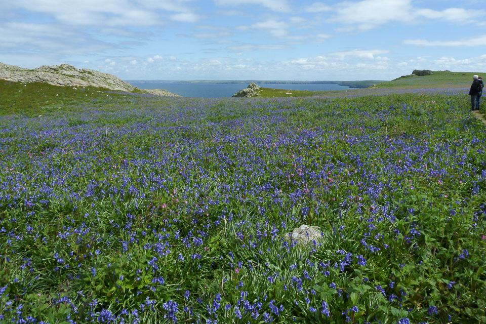 20130522Skomer0031.jpg