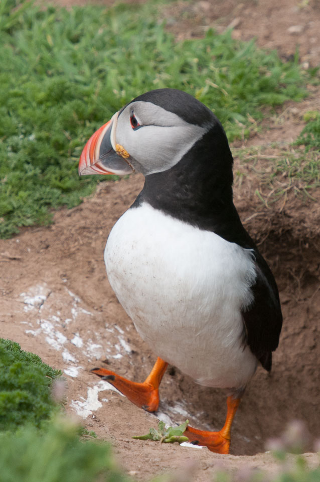 20130522Skomer0036.jpg