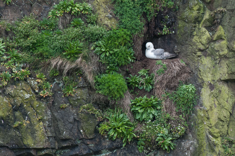 20130522Skomer0037.jpg