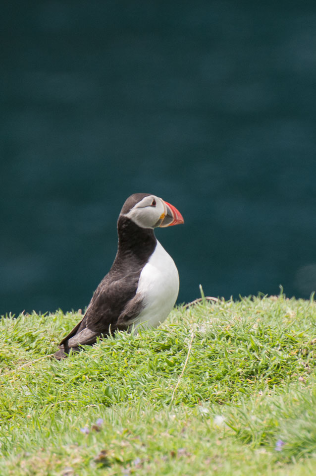 20130522Skomer0042.jpg