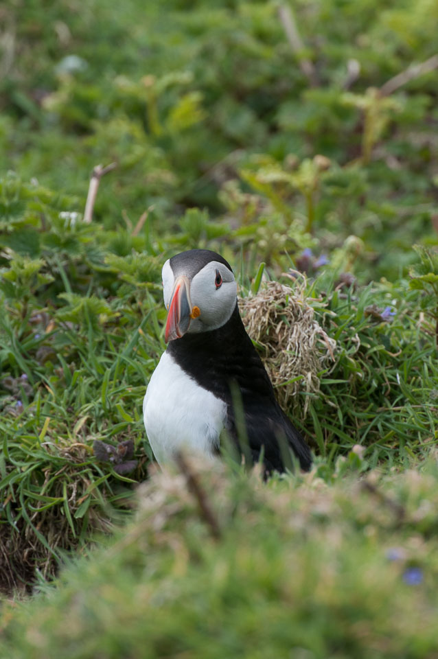 20130522Skomer0046.jpg