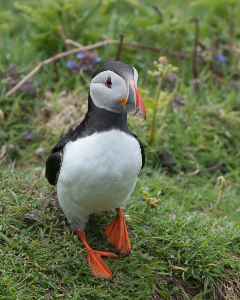 20130522Skomer0047.jpg