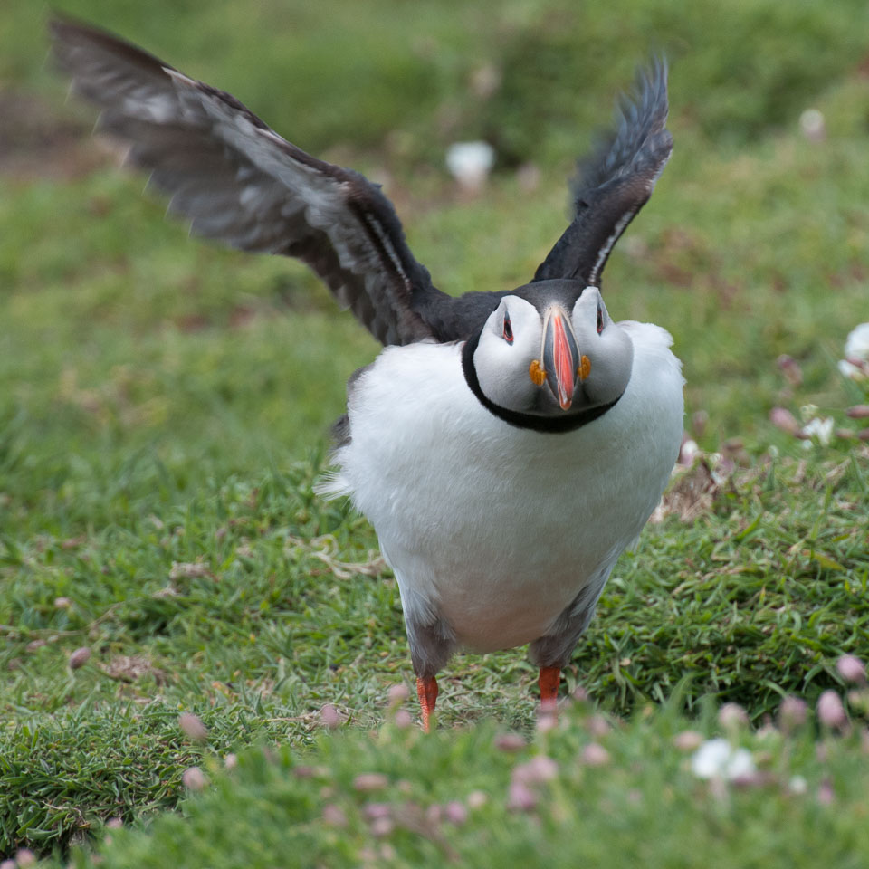 20130522Skomer0051.jpg