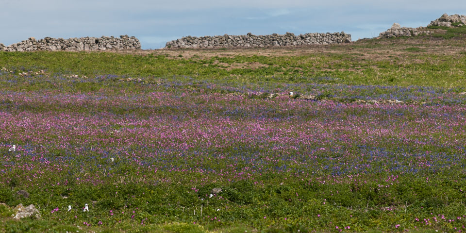 20130522Skomer0052.jpg