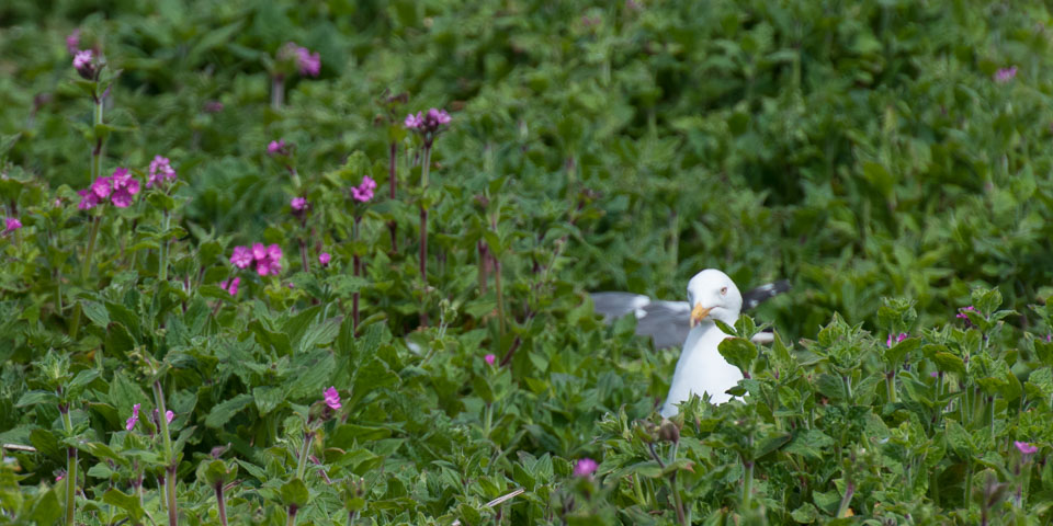 20130522Skomer0053.jpg