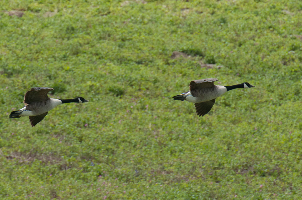 20130522Skomer0058.jpg