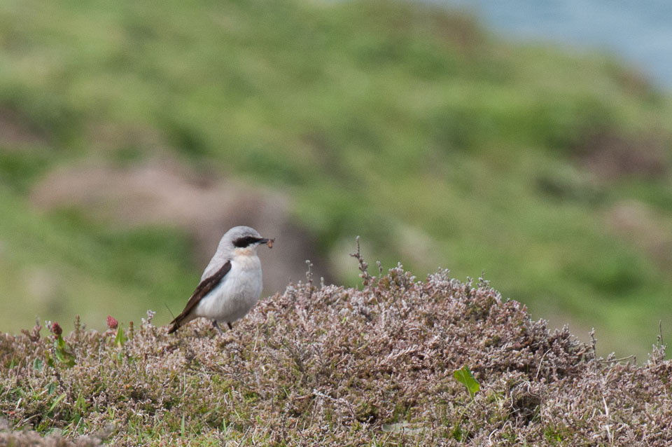 20130522Skomer0064.jpg