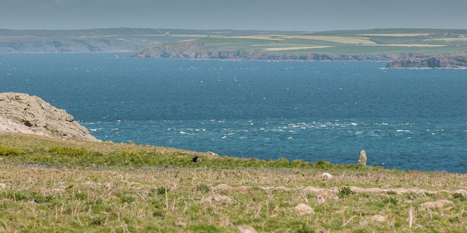 20130522Skomer0067.jpg