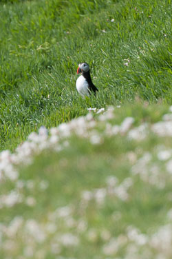 20130522Skomer0006.jpg