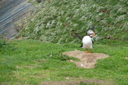 20130522Skomer0010.jpg