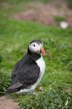 20130522Skomer0014.jpg