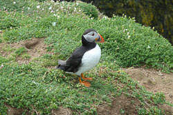 20130522Skomer0022.jpg