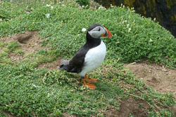 20130522Skomer0023.jpg