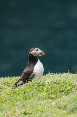 20130522Skomer0042.jpg 20130522Skomer0042.jpg