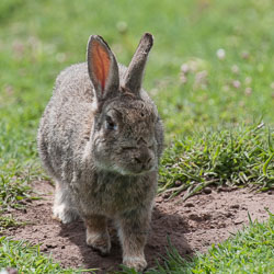 20130522Skomer0045.jpg 20130522Skomer0045.jpg