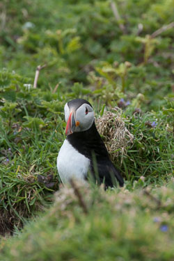 20130522Skomer0046.jpg 20130522Skomer0046.jpg