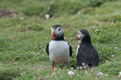 20130522Skomer0049.jpg 20130522Skomer0049.jpg
