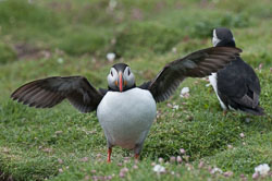20130522Skomer0050.jpg 20130522Skomer0050.jpg