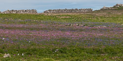 20130522Skomer0052.jpg 20130522Skomer0052.jpg