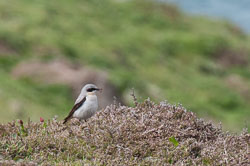 20130522Skomer0064.jpg 20130522Skomer0064.jpg