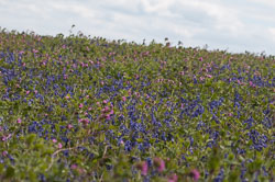 20130522Skomer0065.jpg 20130522Skomer0065.jpg