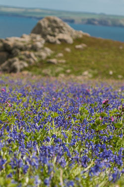 20130522Skomer0066.jpg 20130522Skomer0066.jpg