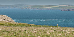 20130522Skomer0067.jpg 20130522Skomer0067.jpg