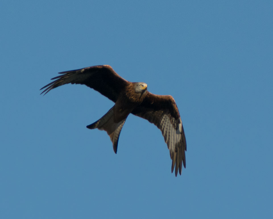 20131204LLanidloes0077.jpg