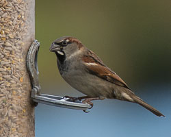 20131204LLanidloes0026.jpg