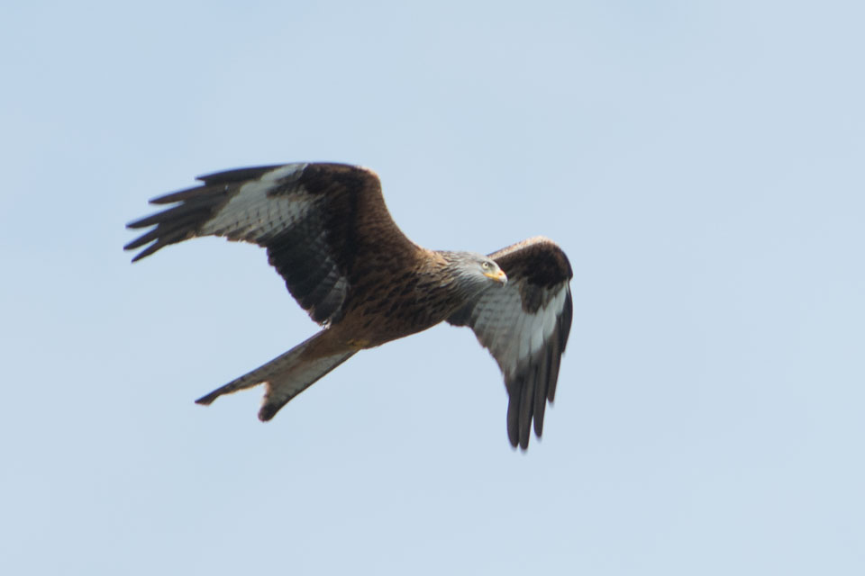 20140514Criccieth0111.jpg