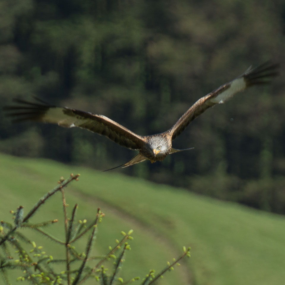 20140514Criccieth0220.jpg