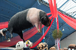 Abergavenny Food Fair, December 2014