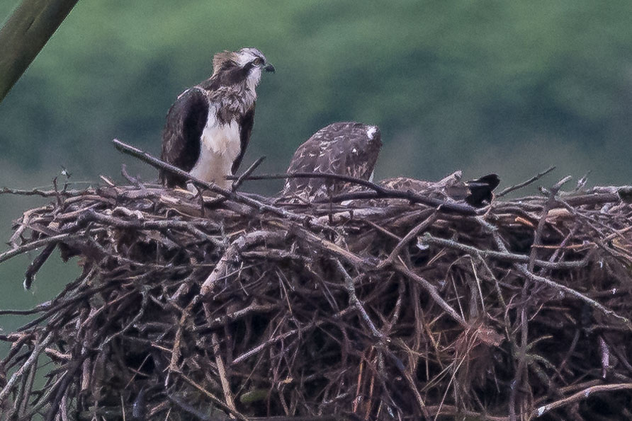 20150720DyfiOspreys0005.jpg