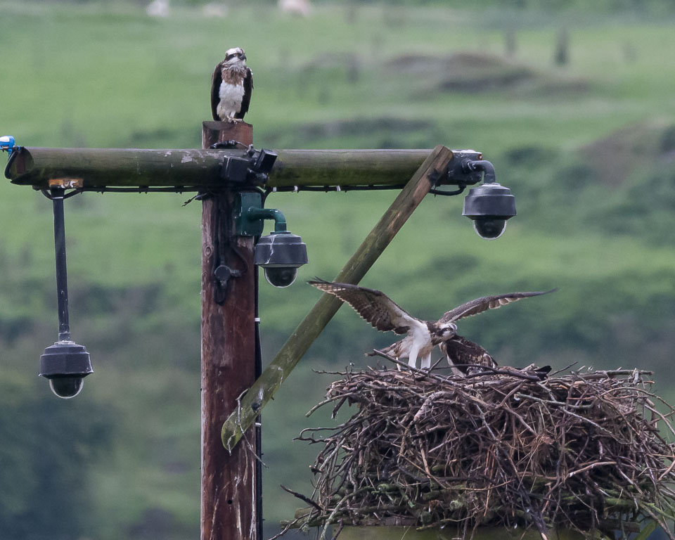 20150720DyfiOspreys0010.jpg