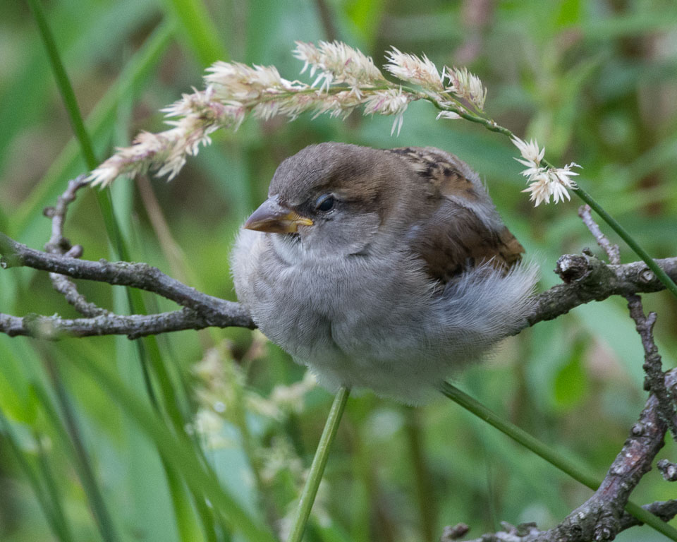 20150721Glaslyn0001.jpg