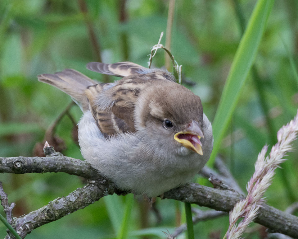 20150721Glaslyn0005.jpg