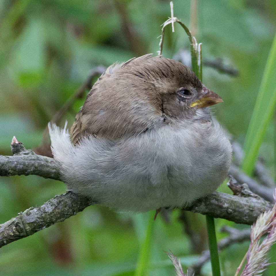 20150721Glaslyn0008.jpg