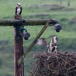 20150720DyfiOspreys0012.jpg