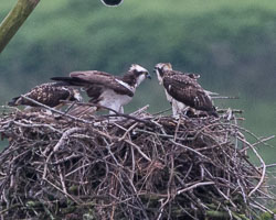 20150720DyfiOspreys0024.jpg